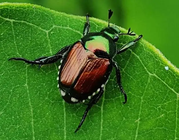 Popillia Japonica: che fare?